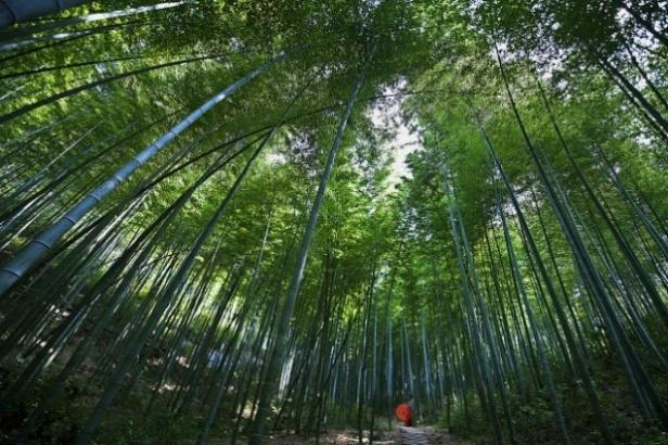 Bamboo Forest