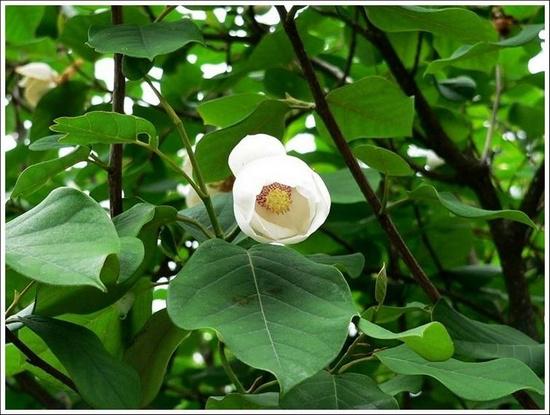 Magnolia Sieboldii