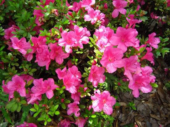 Azalea