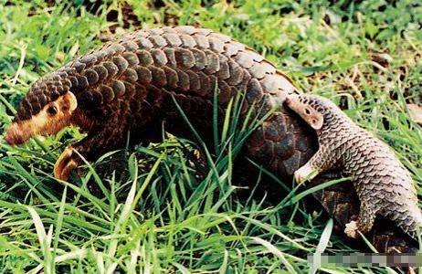 Manis Pentadactyla Linnaeus