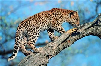 Panthera Pardus